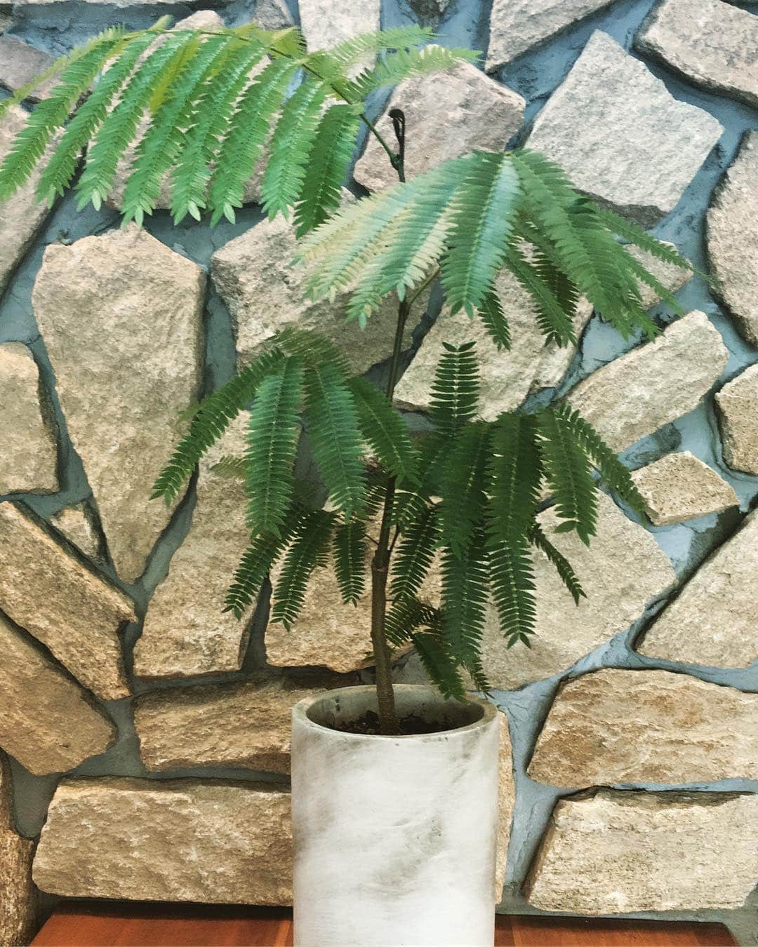 摂津颯登のインスタグラム：「観葉植物を購入。 大事に育てよう。 #観葉植物#エバーフレッシュ#夜に葉っぱが閉じるらしい#不思議#山形#天童#鎌田壱品堂」