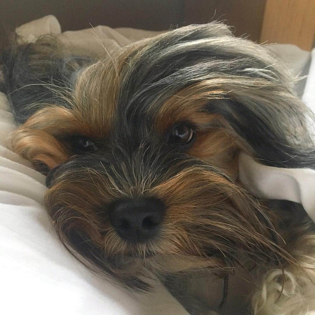 FattieButters®のインスタグラム：「Be rooted and rise like trees, through the wind and through the breeze, you'll get through the day ahead and look like you did it with ease. #woof #dogthoughts #philosopher #dogdays #dogsofsummer #summertime #togtherforever #togetherstronger #weareone #staystrong #staysmiling #dogstagram #dogood #dogstar」