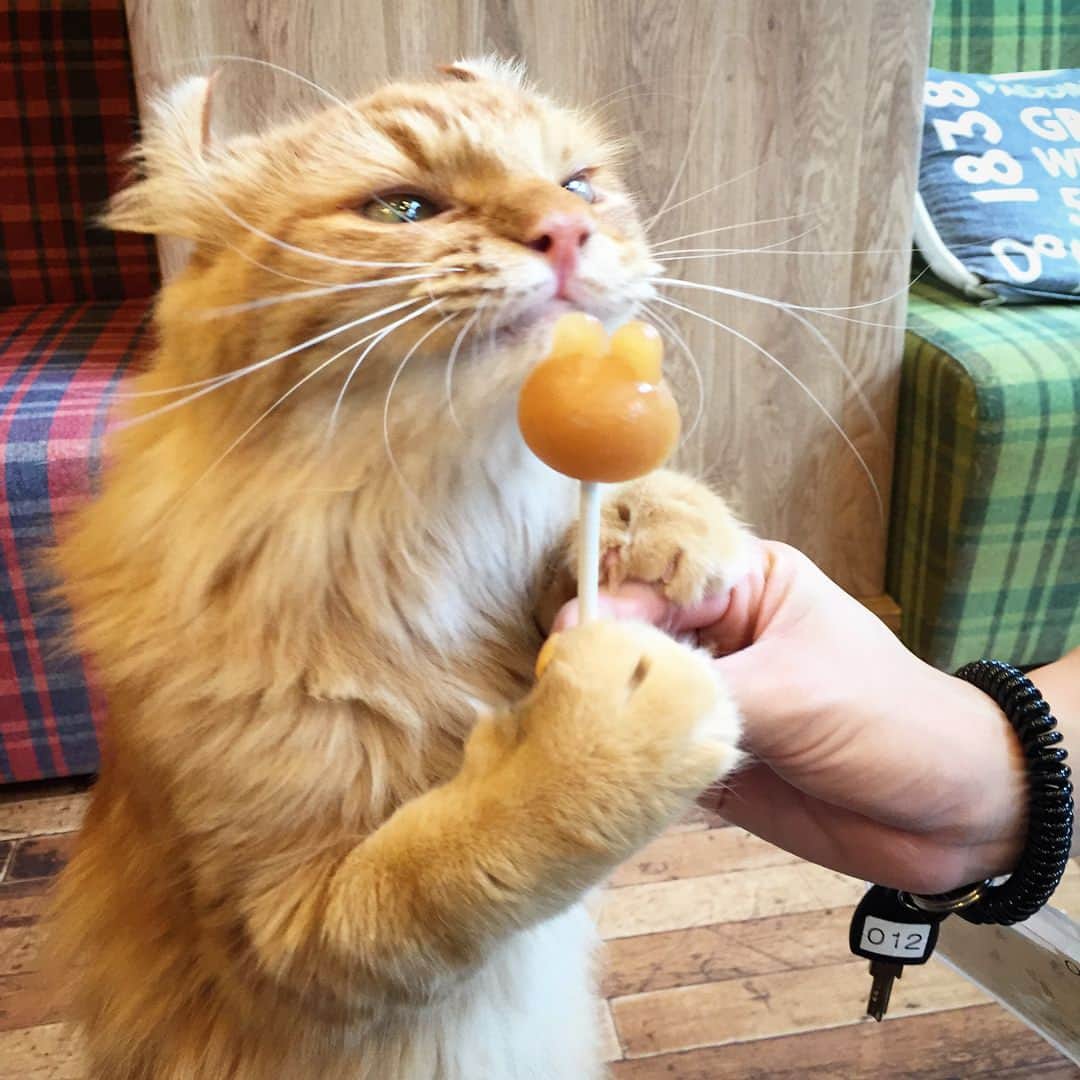 矢部あやさんのインスタグラム写真 - (矢部あやInstagram)「この前あきのと猫カフェ行ってきた♡ 猫に囲まれて死にたい。 ・ #猫カフェ」7月3日 23時03分 - yabe0622
