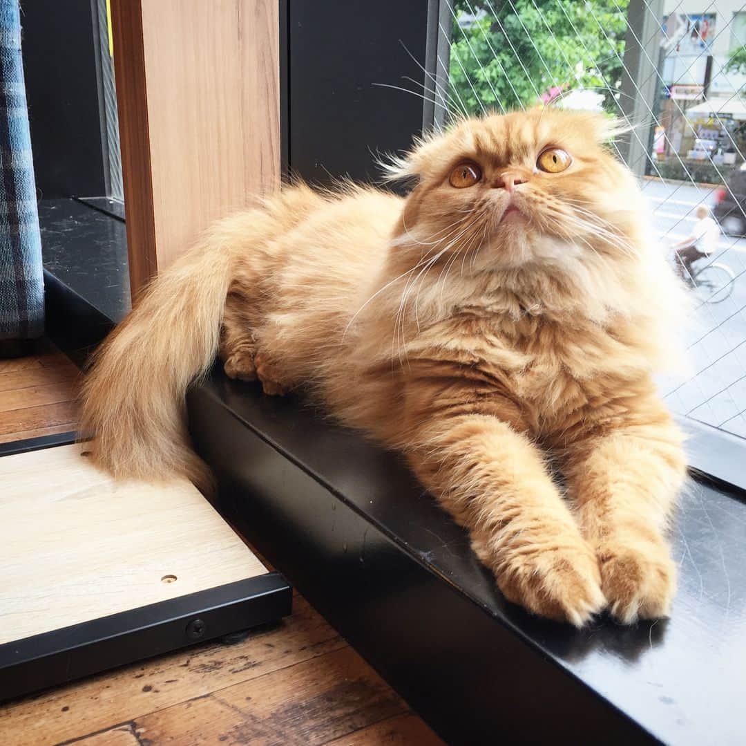 矢部あやさんのインスタグラム写真 - (矢部あやInstagram)「この前あきのと猫カフェ行ってきた♡ 猫に囲まれて死にたい。 ・ #猫カフェ」7月3日 23時03分 - yabe0622