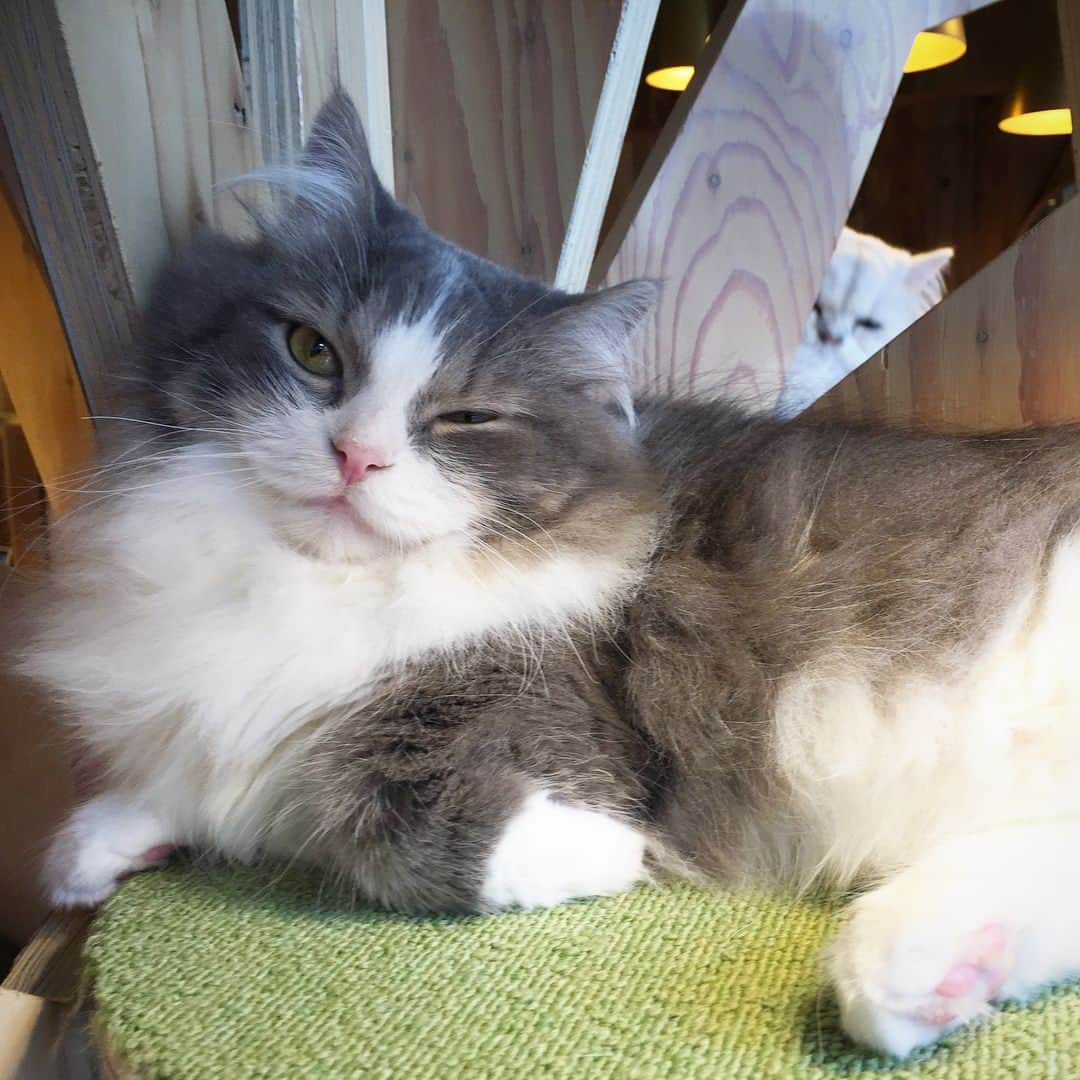 矢部あやさんのインスタグラム写真 - (矢部あやInstagram)「この前あきのと猫カフェ行ってきた♡ 猫に囲まれて死にたい。 ・ #猫カフェ」7月3日 23時03分 - yabe0622