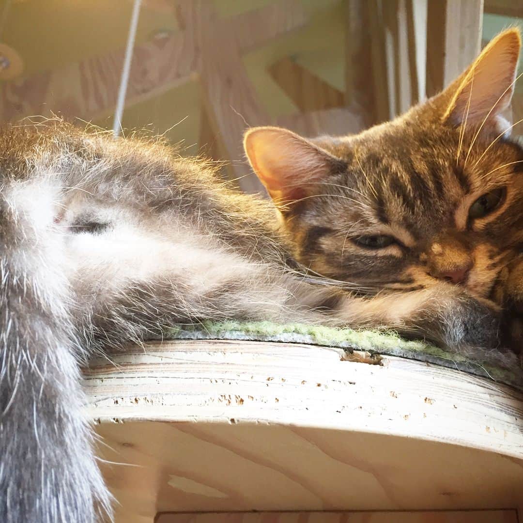 矢部あやさんのインスタグラム写真 - (矢部あやInstagram)「この前あきのと猫カフェ行ってきた♡ 猫に囲まれて死にたい。 ・ #猫カフェ」7月3日 23時03分 - yabe0622