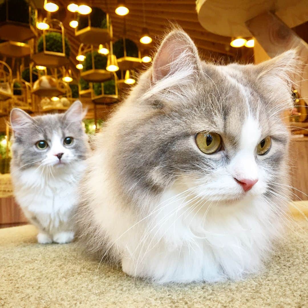 矢部あやさんのインスタグラム写真 - (矢部あやInstagram)「この前あきのと猫カフェ行ってきた♡ 猫に囲まれて死にたい。 ・ #猫カフェ」7月3日 23時03分 - yabe0622