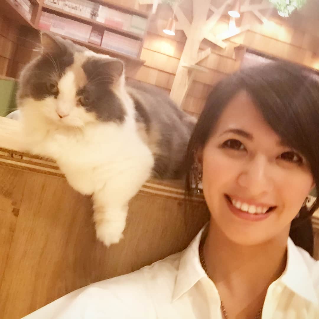 矢部あやさんのインスタグラム写真 - (矢部あやInstagram)「この前あきのと猫カフェ行ってきた♡ 猫に囲まれて死にたい。 ・ #猫カフェ」7月3日 23時03分 - yabe0622