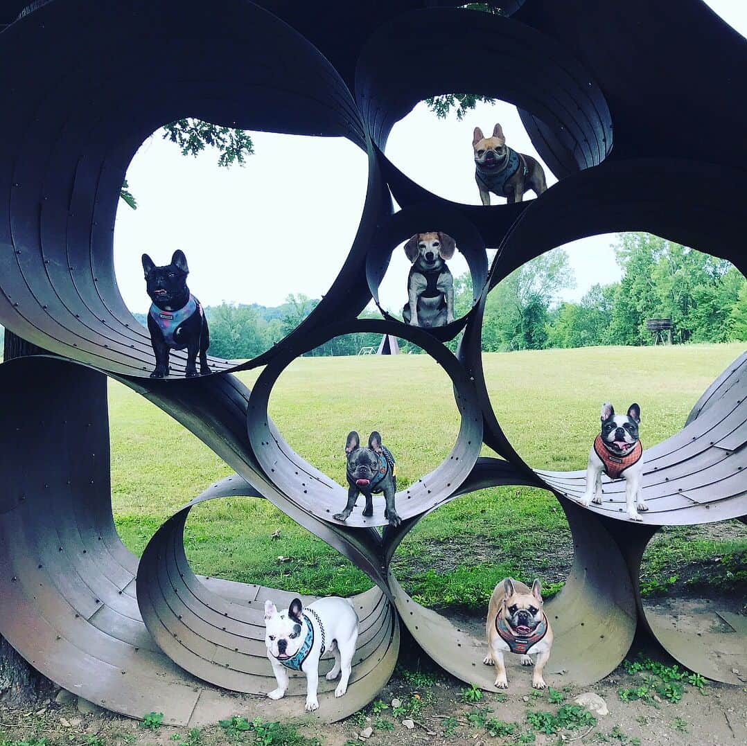 ミス・エイジア（レディー・ガガ）さんのインスタグラム写真 - (ミス・エイジア（レディー・ガガ）Instagram)「📸: @valleyofthedogs」7月3日 23時09分 - missasiaxoxo