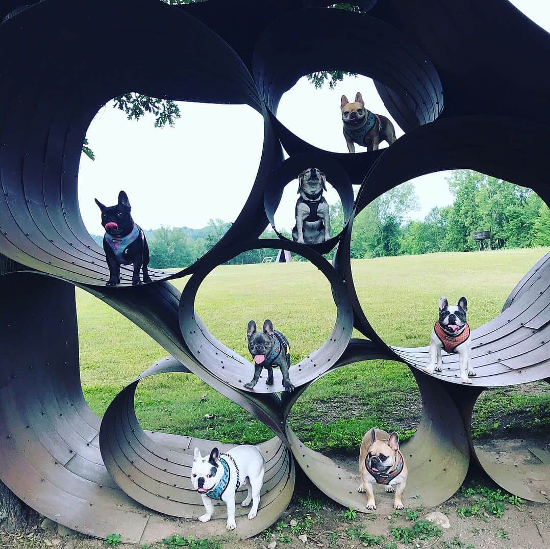 ミス・エイジア（レディー・ガガ）さんのインスタグラム写真 - (ミス・エイジア（レディー・ガガ）Instagram)「📸: @valleyofthedogs」7月3日 23時09分 - missasiaxoxo