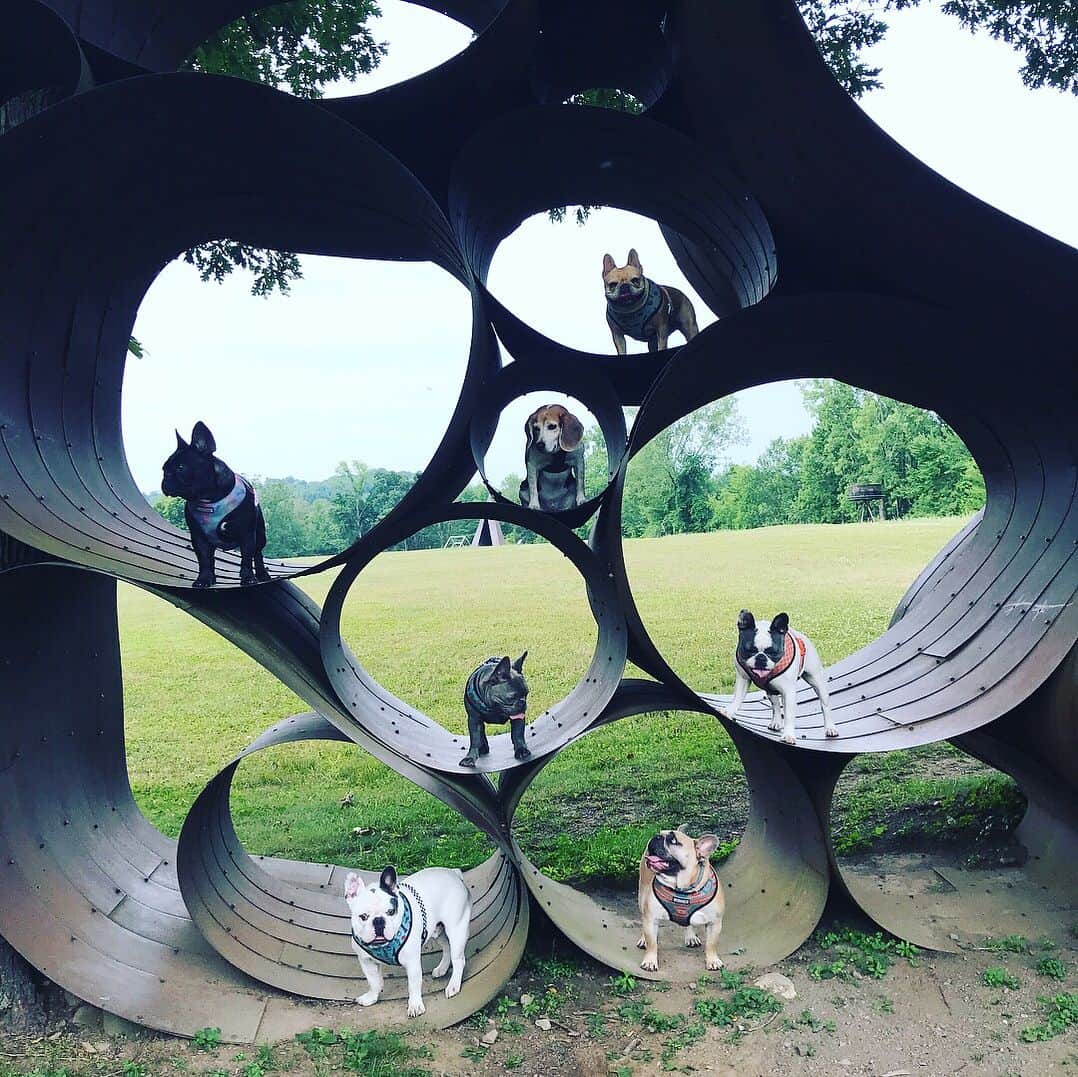 ミス・エイジア（レディー・ガガ）さんのインスタグラム写真 - (ミス・エイジア（レディー・ガガ）Instagram)「📸: @valleyofthedogs」7月3日 23時09分 - missasiaxoxo