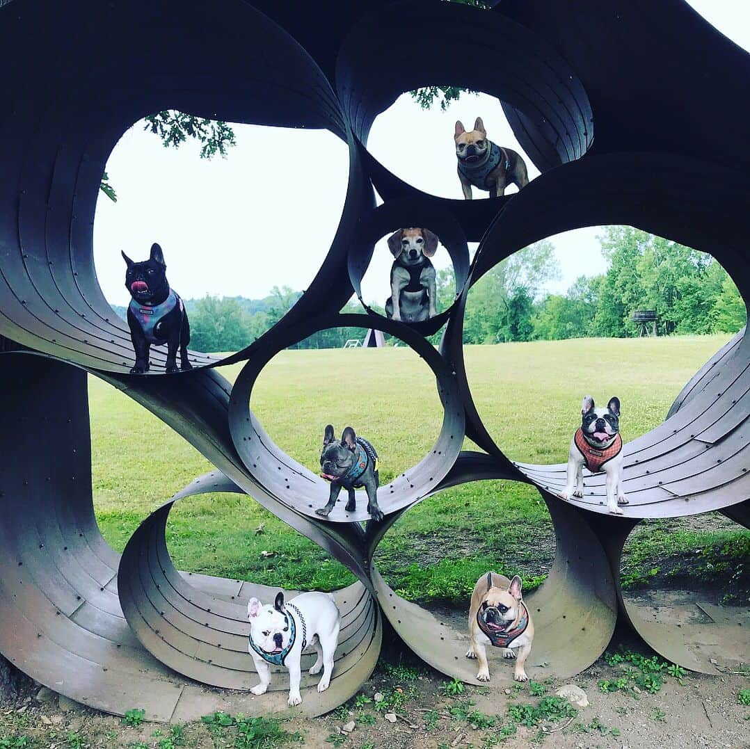 ミス・エイジア（レディー・ガガ）さんのインスタグラム写真 - (ミス・エイジア（レディー・ガガ）Instagram)「📸: @valleyofthedogs」7月3日 23時09分 - missasiaxoxo