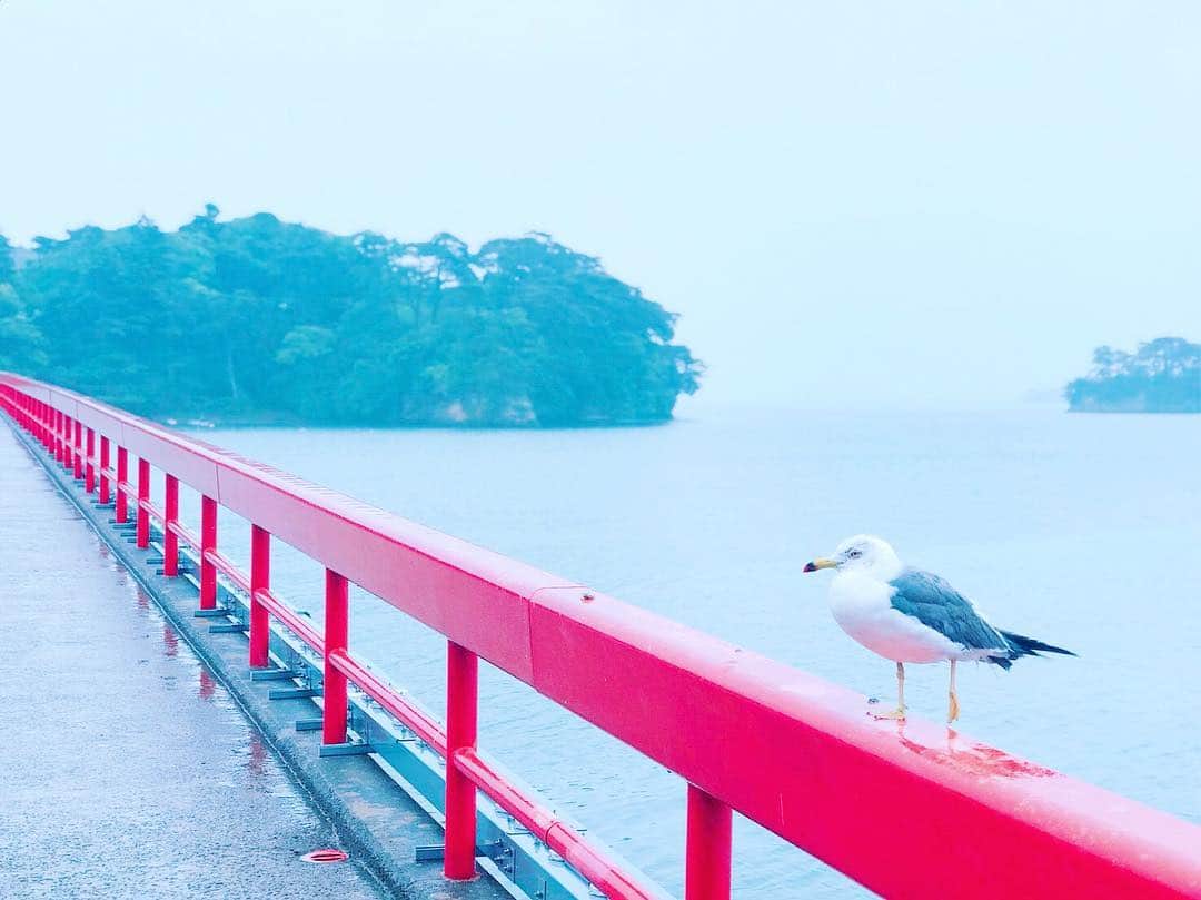 kanazawa_johoのインスタグラム：「赤い橋と海を撮ろうと思ったら、カモメがいい感じに佇んでくれた #松島　#福浦橋　#出会い橋　#小松空港から仙台へ　#金沢市　#仙台旅行　#仙台観光」