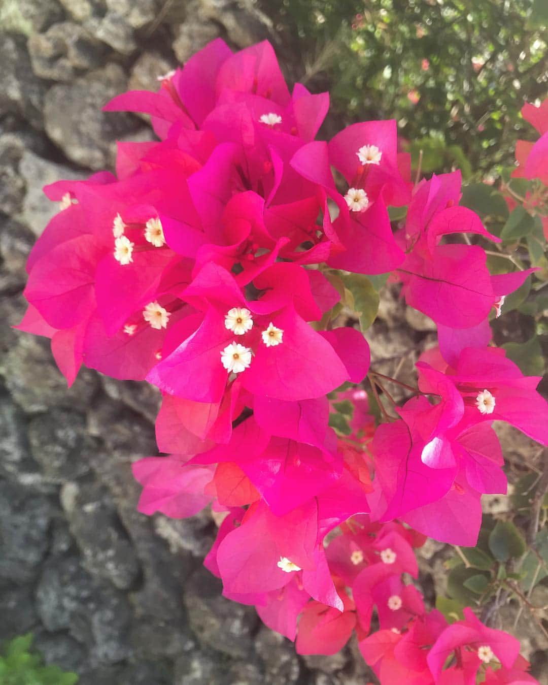 傳谷英里香さんのインスタグラム写真 - (傳谷英里香Instagram)「お花の中にお花？！と思ったら ピンク色の葉っぱでした😳💕 白いお花は繊細な形と色合いが可愛い！  #japan #okinawa #ishigaki #flowers」7月4日 10時51分 - erika_denya