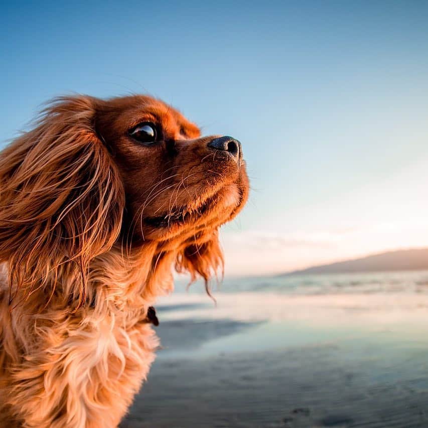 PET'S ALL RIGHT 【公式】のインスタグラム：「水も滴る、いいオトコっ…♪ . でも夏用に、髪切りたいわん〜〜🌀笑 . . #その子によってサマーカットが必要かは変わるんだって🐶 #いぬスタグラム#犬バカ部#夏のおでかけ#夏休み#いい写#犬との暮らし#犬との生活#インスタ映え#dogstaglam#petstaglam#petsallright」