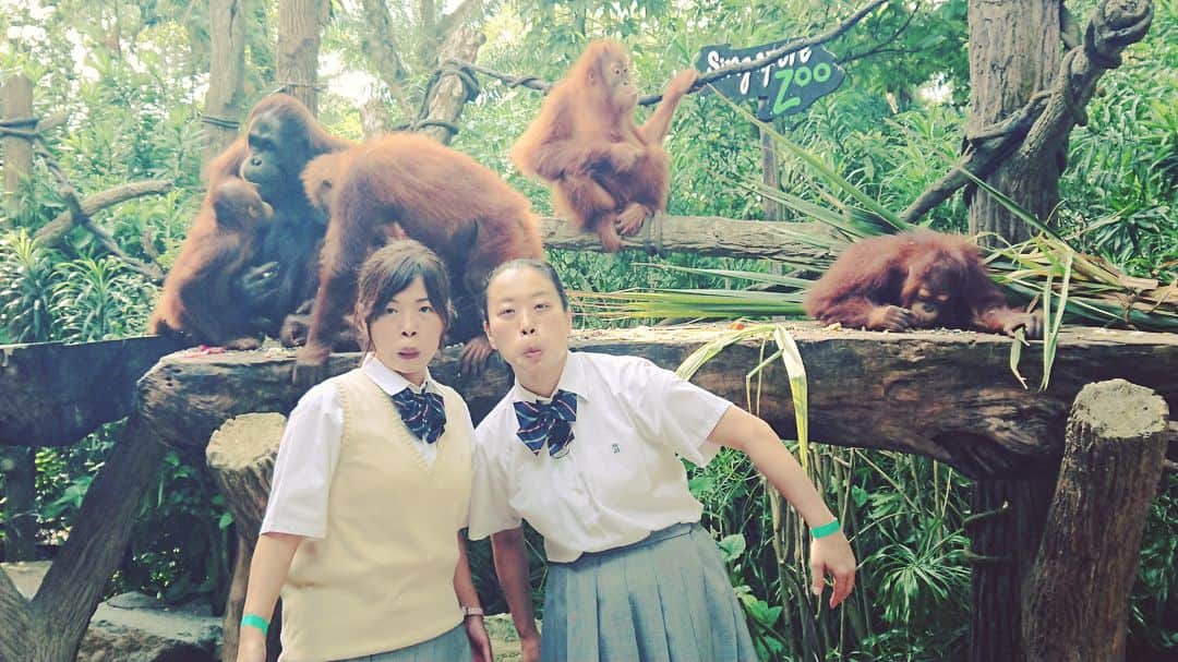 日本テレビ「ヒルナンデス！」さんのインスタグラム写真 - (日本テレビ「ヒルナンデス！」Instagram)「7月24日と31日火曜日放送した 「あさこ大久保オトナ女子旅 inシンガポール」からオフショット。 たくさん食べて呑んで短い時間で シンガポールの魅力を伝えて くれました。 オトナ女子旅つぎはいずこへ？ （C）日本テレビ #ヒルナンデス#火曜#あさこ大久保#オトナ女子旅#シンガポール#夏休みスペシャル#いとうあさこ#大久保佳代子#オランウーランと朝食#記念写真は引っ越しやお掃除したときに見返すアレです#キリンに餌やり#イルカと遊ぶ#名前はCA#セントーサ島#ロープウエイは床がスケルトン#屋台グルメ#バクチョーミー#バクテー#オーナーは小松政夫さん似#ホーカーズ#チキンライス#ビールがおいしい#サテー#アイスカチャン#クラークキー#リバークルーズ#チリクラブ#スーパーツリー」8月2日 20時27分 - hirunandesu_ntv_official