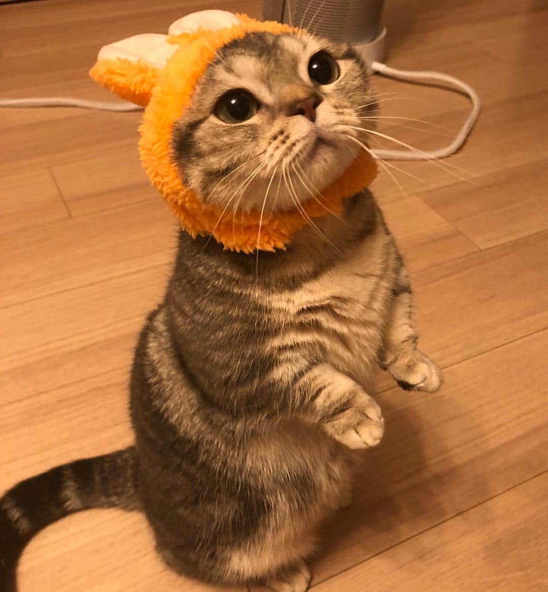 猫好き集合!! みんなのねこ部 [みんねこ] のインスタグラム：「ピョンピョン✨ウサギさんだにゃ🐰 よもぎちゃん♀ * #repost @nekonoyomogi * #ねこうさぎちゃん  #🐰 #🐇 #立ち姿がうさぎそっくり😻 #なりきってるね #演技力高い👍 * #みんねこ」