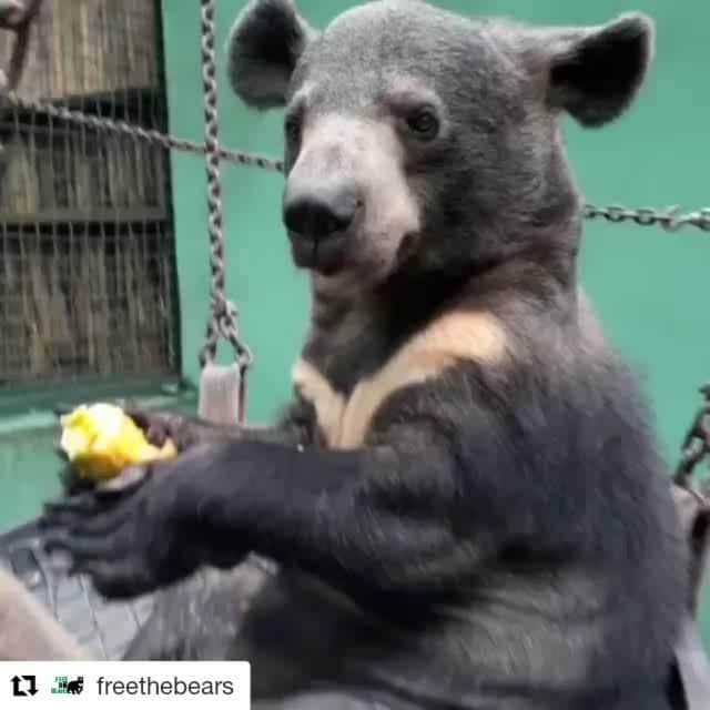 Bearsのインスタグラム：「Cuteness overload!! 🐻 ❤️ #Repost @freethebears (@get_repost) ・・・ Look how well little Belle (aka Floppy) is doing, a month after rescue.  #cute #moonbear #rescue #munchies #pumpkin #snacks #asiaticblackbear #freethebears」