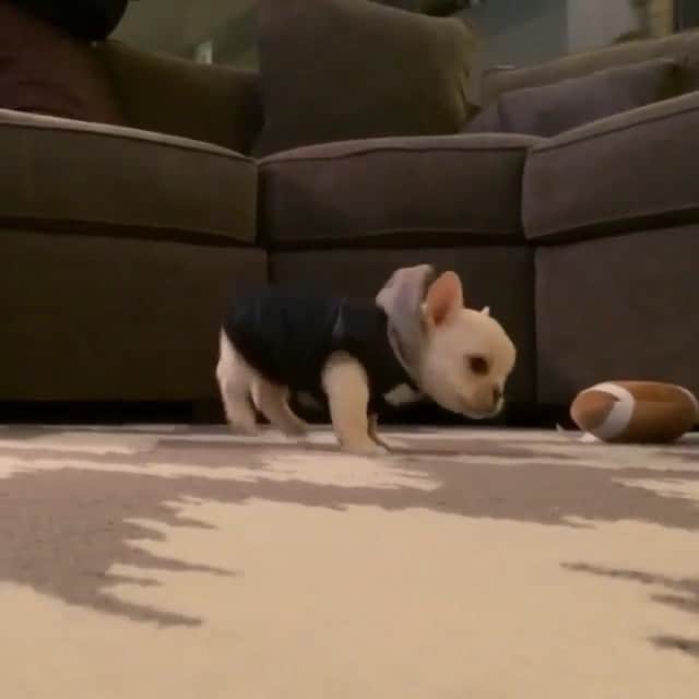Paw Heartのインスタグラム：「🐾❤️」