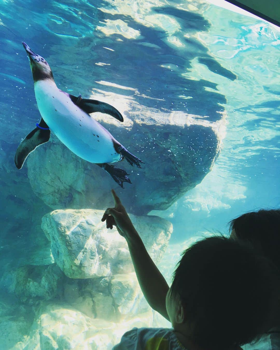 石塚祐輔さんのインスタグラム写真 - (石塚祐輔Instagram)「7/29。 大洗水族館に行ってきました☀️🐠🐡🐬🦈🏝 いつもの地元のメンバー。 一言で言うならば…わちゃわちゃ。🤣笑 天気も良く…いい一日になりました^ ^ 明日からまた頑張れそうです✨ #大洗水族館 #定例会 #土三 #陸部 #安定 #ハッピー」7月29日 22時06分 - yusuke_ishitsuka3939