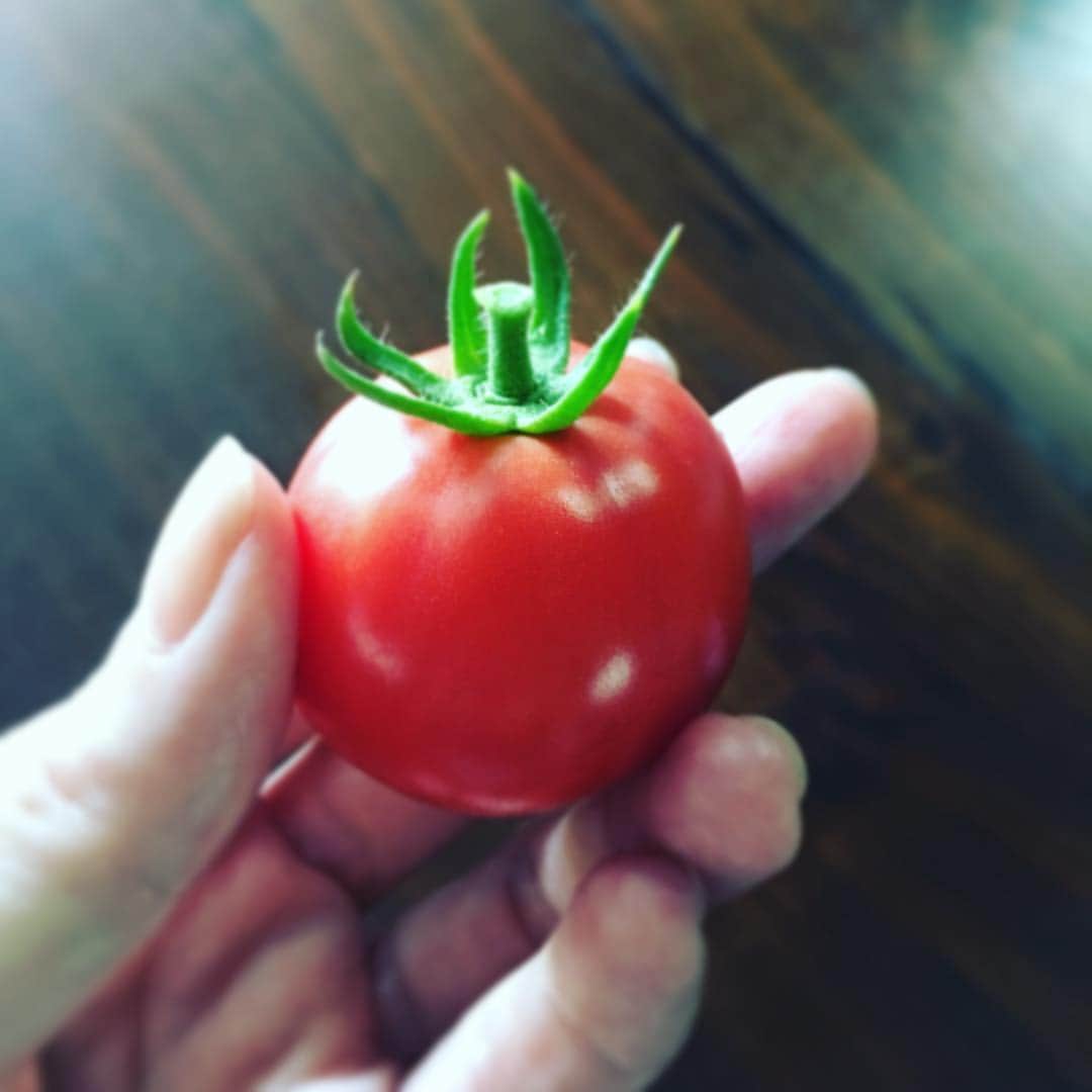 高岡早紀 さんのインスタグラム写真 - (高岡早紀 Instagram)「可愛らしいトマトを収穫。」7月30日 16時42分 - saki_takaoka