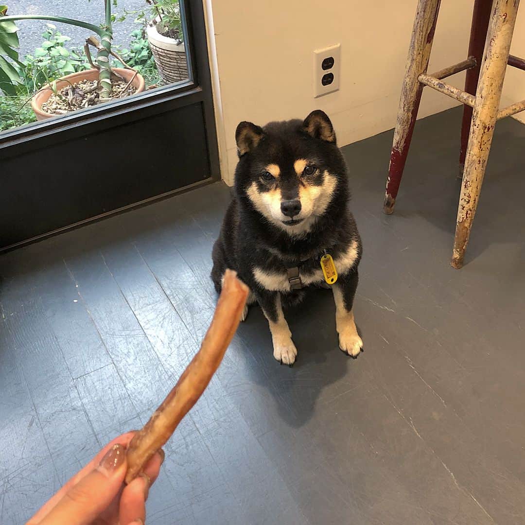 てきら へるかのインスタグラム：「ポンちゃん！ビーフホルバーってなんだろうね👀⁇初めてだけど、美味しそうに召し上がっている👅✨ . 後々調べてみたら、ビーフホルバーって雄牛のシンボルを干したものでした、、、、😭😭 . . . #dogsofinstagram #shiba #dog #柴犬 #cute #guenco #nakameguro #tokyo #japan」