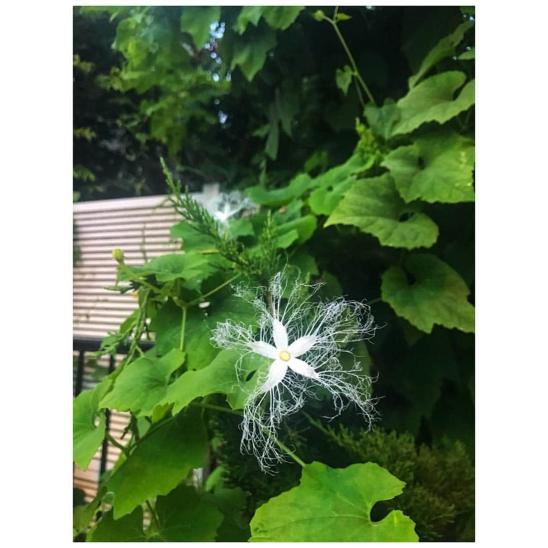 藤井美菜さんのインスタグラム写真 - (藤井美菜Instagram)「. 初めましてのお花🌼 처음 뵙겠습니다의꽃🌼 #夏#여름#summer#🌼」7月31日 9時52分 - fujii_mina_0715