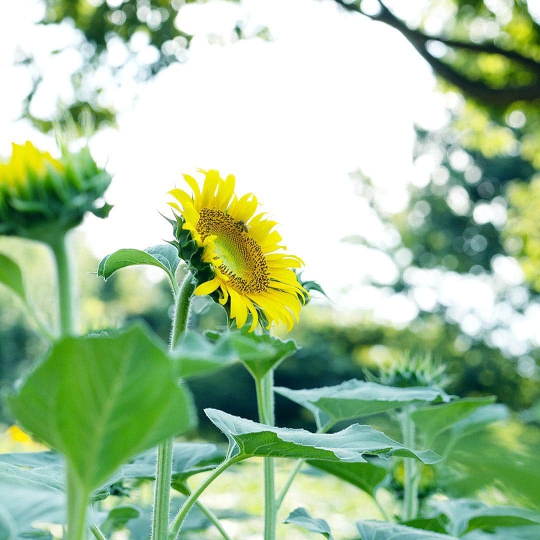 JADE BLANCのインスタグラム：「【Happy smile】 夏になると顔出す #ひまわり 花が太陽の方向を追うように動くことから、「あなただけを見つめてる」という意味があるそう。 ひまわりのように、くよくよせず明るい未来だけを見つめていける。 そんな前向きな毎日に✨ ⠀⠀ @jade_blanc_official #JADEBLANC #ジェイドブラン  #flowerstagram #instagood #sunflower #summer #instacute」