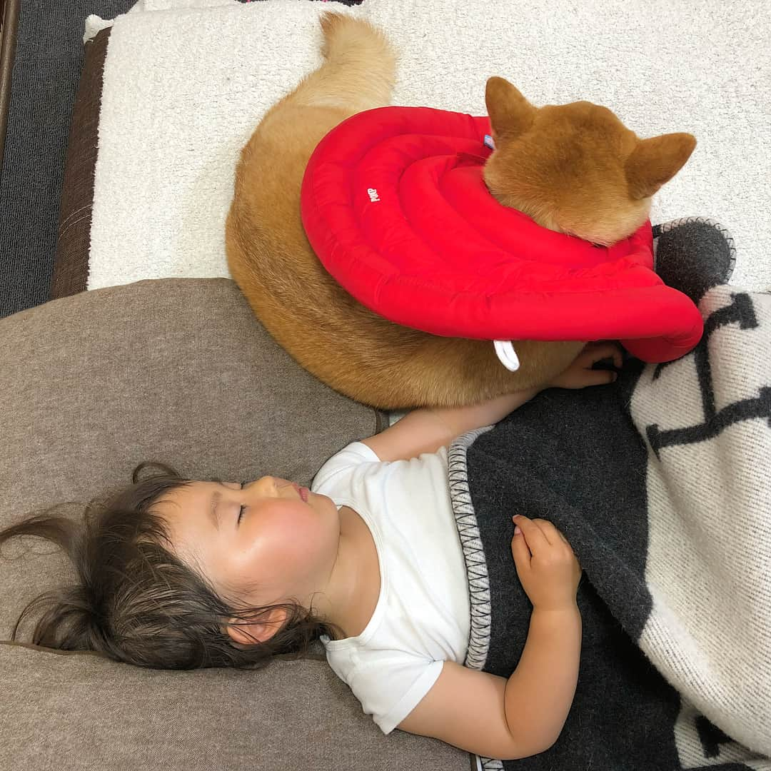 Moguさんのインスタグラム写真 - (MoguInstagram)「エリザベスカラーがぶつかるかどうかとかそんなことは関係ないなの。 nap time #腕踏んでるかどうかも関係ない #大切なのは自分がどこでどう寝たいか . @the_shiba_mogu  #柴犬 #shibainu #shiba#赤柴 #redshiba#犬 #dog#わんダフォ#しばいぬ #犬と子供#子供と犬#柴犬と子供」7月31日 19時46分 - the_shiba_mogu