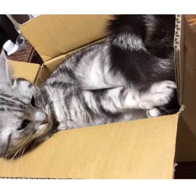 猫好き集合!! みんなのねこ部 [みんねこ] のインスタグラム：「お昼寝の邪魔だにゃあ💧😾 ラムちゃん♀ * #repost @lum0403 * #眠りたいのに #ふさふさが邪魔してくる #足で押さえつけるラムちゃん #自分のしっぽだよ笑 #箱入り娘 * #みんねこ」