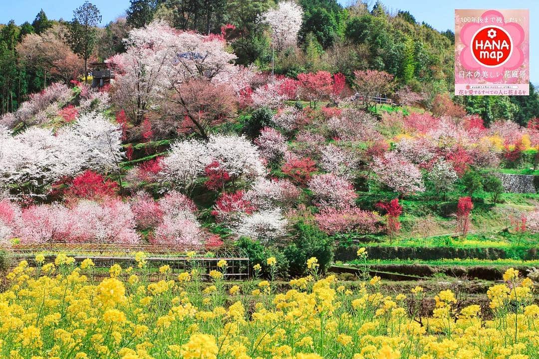 はなまっぷ❁日本の花風景さんのインスタグラム写真 - (はなまっぷ❁日本の花風景Instagram)「🌸花を愛するすべての人に花まるを💮📖 * 100年後まで残したい！ 日本の美しい花風景 * @yuri_930 さんの 花桃に花まるを💮 * 高知  #西川花公園 Nishikawa Flower Park, Kochi Pref. * 心あたたまる素敵な桃源郷が集まりました🌸 はなまっぷ本の花桃のページ 楽しみにお待ちください☺️ * 8.11発売予定のはなまっぷ本より📖 各お花から1枚ずつ、見開き（各お花の紹介文も含みます）で掲載させていただくお写真を目次順にご紹介😊🌸 * 併せてTwitterにて、これまでを振り返りながら製作中のエピソードなど呟いていきます！よろしければお時間ある時に覗きに来てください🕊 * #はなまっぷ本 #日本の美しい花風景 #花桃#ハナモモ * 🌸•••📖•••🌸•••💮•••🌸•••📖•••🌸 * 花のある風景に花まるを💮 #はなまっぷ *」7月31日 22時56分 - hanamap