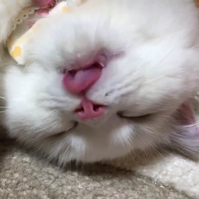 猫好き集合!! みんなのねこ部 [みんねこ] のインスタグラム：「ペロペロペロペロ…🚰💤 まるるくん♂ * #repost @yumetannn1110 * #ペロペロ #眠りながら #水を飲むまるるくん #夢の中も夏かな😺 #🚰 #👅 * #みんねこ」