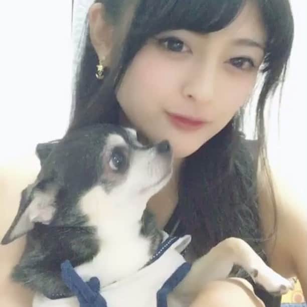 のインスタグラム：「自己満足に付き合ってくれる真顔の彼氏くんありがとう！ これから2人でとお出かけしてきます😘💕 . Thanks my chihuahua you look so bored tho😂  I am gonna take you for a special date now💖 #japanesegirl #いい波のってんね #chihuahua #dogstagram #lifewithdogs #streamer #girlsoftwitch #チワワ #自己満足 #犬真顔」