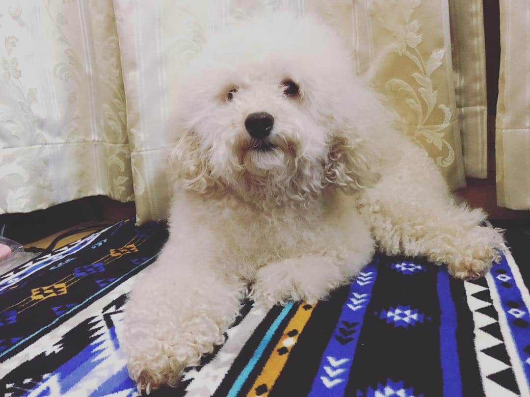 片岡かずささんのインスタグラム写真 - (片岡かずさInstagram)「もっさ。 #犬 #実家にいる #愛犬」8月1日 18時35分 - k03zusa