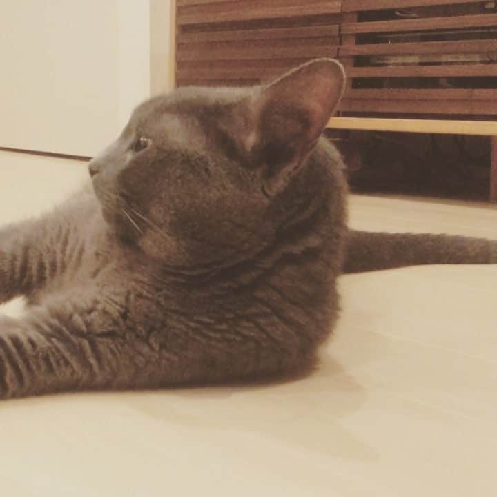 ミーちゃんのインスタグラム：「今日も暑かったね。 久しぶりに動画😄 #cat #russianblue #neko #catsofinstagram #catstagram #猫 #ネコ #ねこ #ロシアンブルー#グレ猫倶楽部」