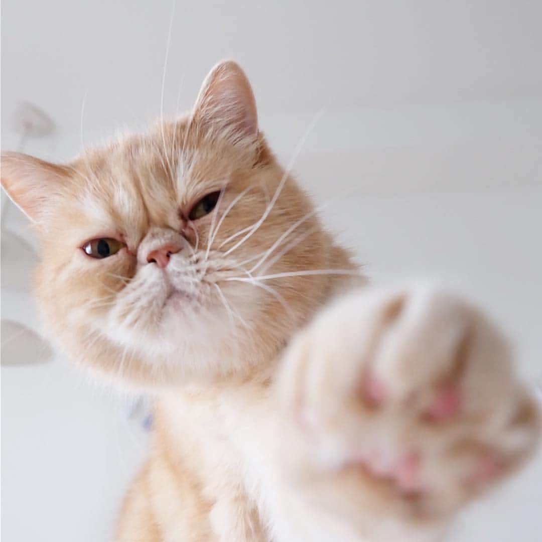 猫好き集合!! みんなのねこ部 [みんねこ] のインスタグラム：「この紋所が目に入らぬか！どーん！ ふくくん♂ * #repost @fuku_tsumugi * #入ります😻 #へへぇー #家紋は肉球 #どや * #みんねこ」