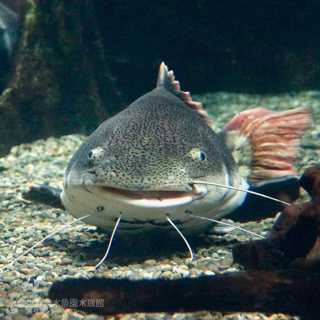 世界淡水魚園水族館 アクア・トト ぎふのインスタグラム：「かわいい顔をしていますが、1メートルにもなる大きなナマズ、レッドテールキャット。#アクアトト #アクアトトぎふ #アクアトト岐阜 #淡水魚 #アクアリウム #水族館」
