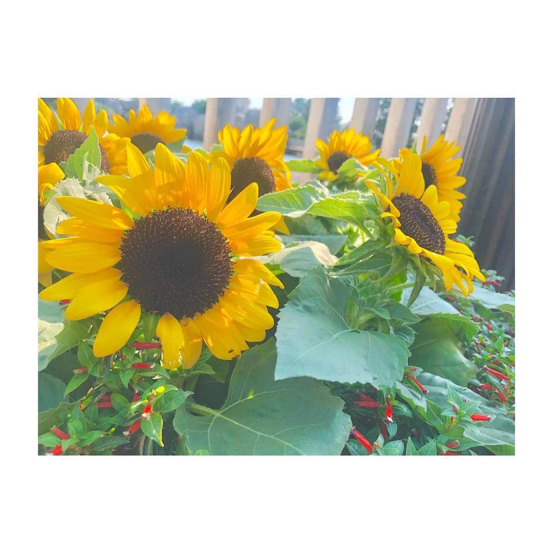 清水麻璃亜のインスタグラム：「* ひまわり好き🌻 #ひまわり  #去年ひまわり畑行ったら全枯れしてた #今年リベンジしたいです #全枯れ写真は遡ってみてね」