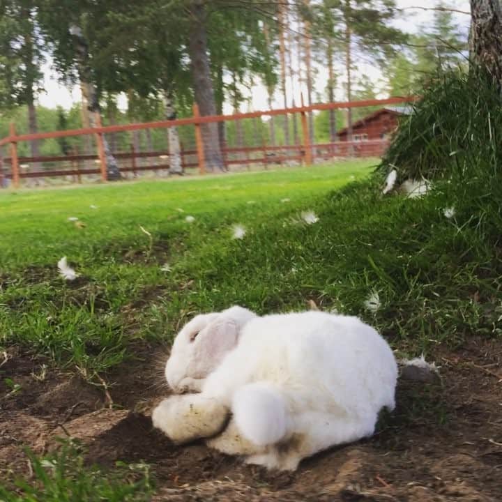 Exempel the bunnyのインスタグラム：「When your alarm goes off on Monday mornings and you just wants to go back to sleep. Anyone else who can relate?」