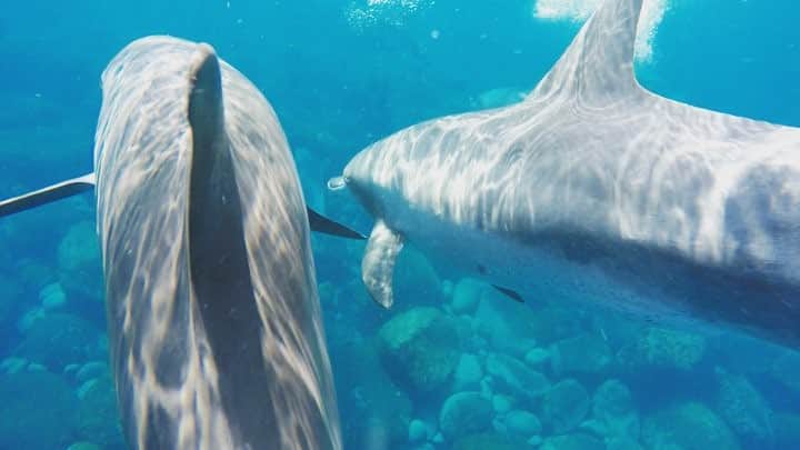 藤巻紗月のインスタグラム：「🐬💙🐬💙🐬💙🐬 幸せだったなー #夏#海#島 #三宅島 #御蔵島 #イルカ #dolphinswimming」