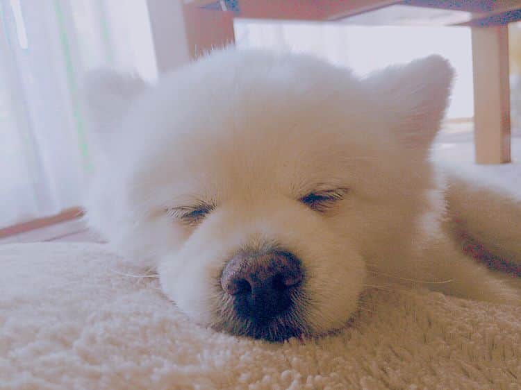 山崎桃子さんのインスタグラム写真 - (山崎桃子Instagram)「愛犬半端ないって！！！ #愛犬」7月9日 17時25分 - momochan0910