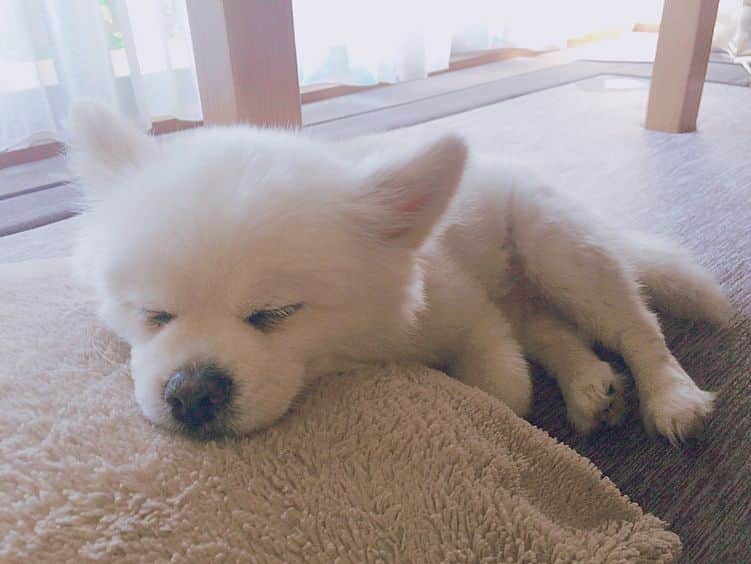 山崎桃子さんのインスタグラム写真 - (山崎桃子Instagram)「愛犬半端ないって！！！ #愛犬」7月9日 17時25分 - momochan0910
