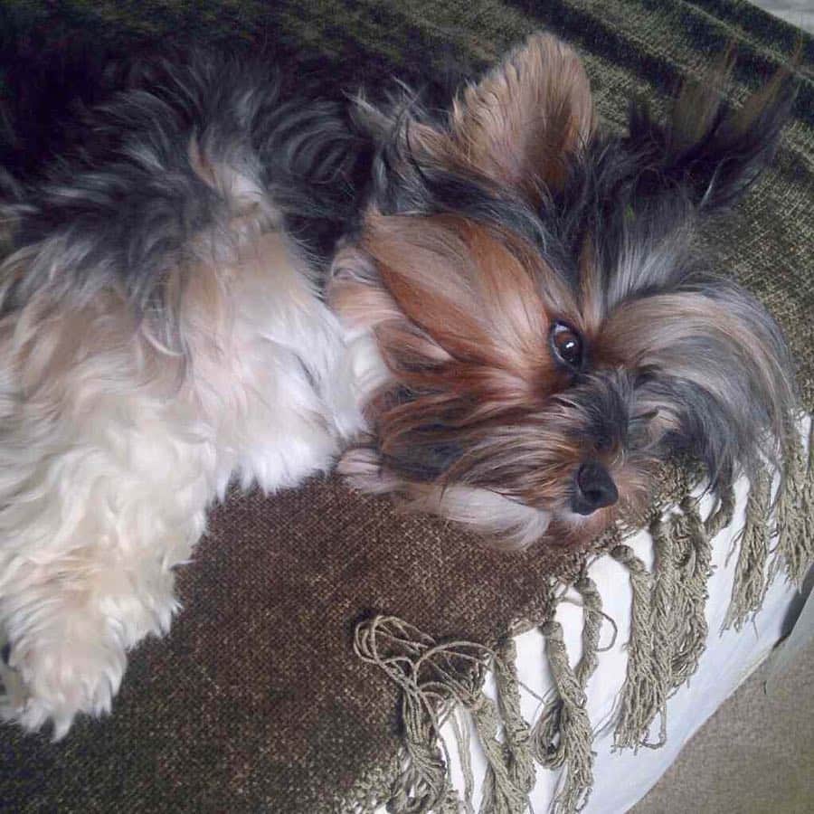FattieButters®のインスタグラム：「Monday. 😴😴😴 #cantwakeup #mondaymood #moodygrams #wheredidthetimego #happy days #thinkingoutloud #dogdays #dogslife #doglife #mondayblues」