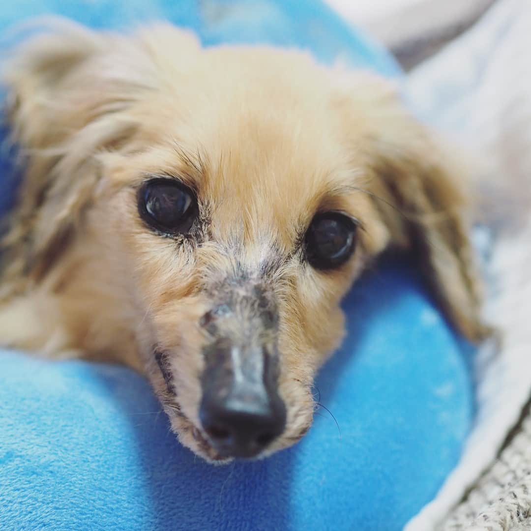 あ〜な（A-Na•̤ᴗ•̤）のインスタグラム：「食べれず、飲めず状態になってから数日経ちました。  この目を見ると、また奇跡を起こしてくれるんじゃないかと、どうしても期待してしまう自分がいる。  本当は、ライが少しでも穏やかに、苦しまないことを願うのが母の役目なのに、まだ離れたくないと思ってしまう私はダメな母ちゃんだ。  #ライの目はいつも優しい #昔から私にはとことん優しい #昨日の夜も泣けてきた #夜は感傷的になるから今は夜が嫌い #ダックス #dachshund #老犬 とのかけがえのない毎日」