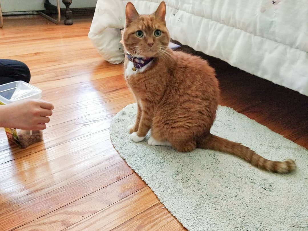 ボボのインスタグラム：「Here's another photo of this cutie from yesterday ♥️ Bobo's ears perked up when Kathleen (owner) called his name. Isn't he just adorable and handsome? 😊 I love.  #mrbobocat #catsofinstagram #handsomecat」