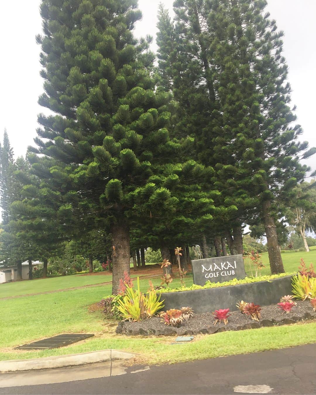 江原詩織さんのインスタグラム写真 - (江原詩織Instagram)「カウアイ島2日目の今日は #princeville #makaigolfclub でラウンドでした🏌️‍♂️‍♀️ . 昨日のpoipubayもでしたが、練習場は芝から打てるのに加えてボールは打ち放題！！！！！！ 可愛いキャディバッグに入ってました☀︎ . お天気はやはり曇りしばしば雨何回か大雨、時折り晴れ、たまに強風というめちゃくちゃな天候でしたが、とにかく絶景のコースでした⛳️♡ . 詳しくはまたポストしようと思います🐳 . . #makai  #カウアイ島 #絶景 #Hawaii #ハワイゴルフ #競技ゴルフ #上手くなりたい #女子ゴルフ #ゴルフ女子 #ゴルフ男子 #ゴルフ愛 #ゴルフバカ #golfrange #golflife #golfer #golf #골프 #กอล์ฟ #golfstagram #instagolf #golfswing」7月10日 14時37分 - shiori__golf