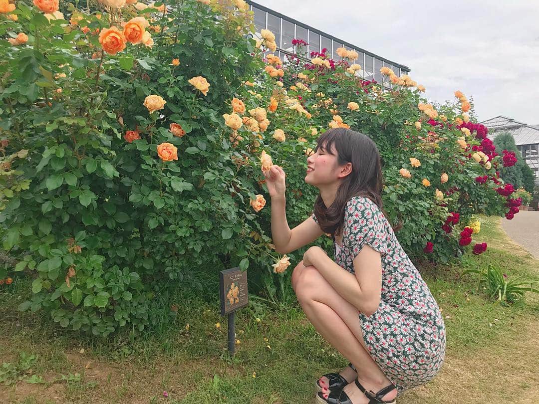 高木祐希のインスタグラム：「薔薇🌹♥︎#京成バラ園」