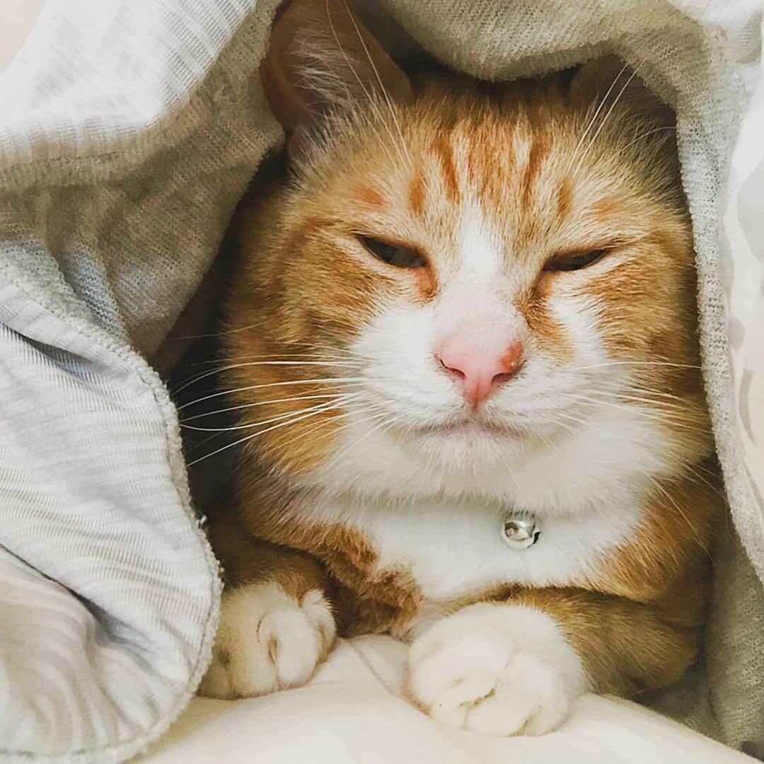 矢崎広のインスタグラム：「拾った時から推定して、面倒なので、飼い主と誕生日を一緒にしてるヨシツネ君です。3歳になりました。」
