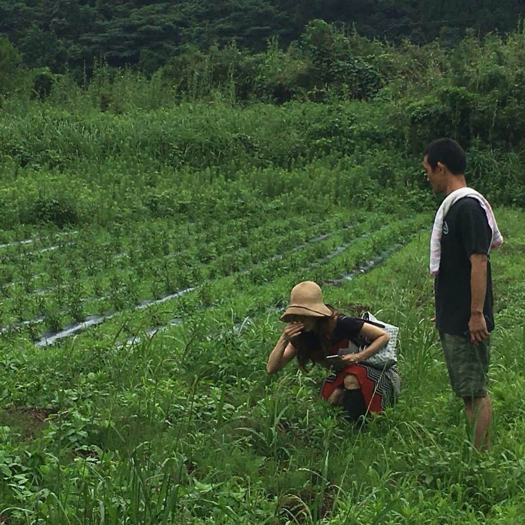 宮崎宣子さんのインスタグラム写真 - (宮崎宣子Instagram)「大量の薬を飲む前に出会って欲しい。 病気になる前に気づいて欲しい。 ハーブの良さを伝える仕事をするために、私はハーブの畑を持つことを決意しました。 その為に、今回は、ハーブ園取材。 東日本大震災から、放射能被害を軽減するハーブと出会って、愛知から宮崎でハーブ園をされている加藤さんの元へ取材へ行き、 どうしたらいいハーブを作れるかを教えて頂きました。 たくさんの方々に助けてもらいながら、 たくさんの方々に感謝して、 宮崎でハーブを作りたいと思います🌿 加藤さんのトゥルーシーハーブティー、是非飲んでみてください💛  #ハーブ園 #うちうみハーブ園 #トゥルーシーバジル #ハーバルセラピスト#軽い体調不良 #私は自然の力で治す #できるだけ薬は飲みたくない #ハーブを作る #宮﨑宣子」7月11日 0時01分 - miyazaki_nobuko