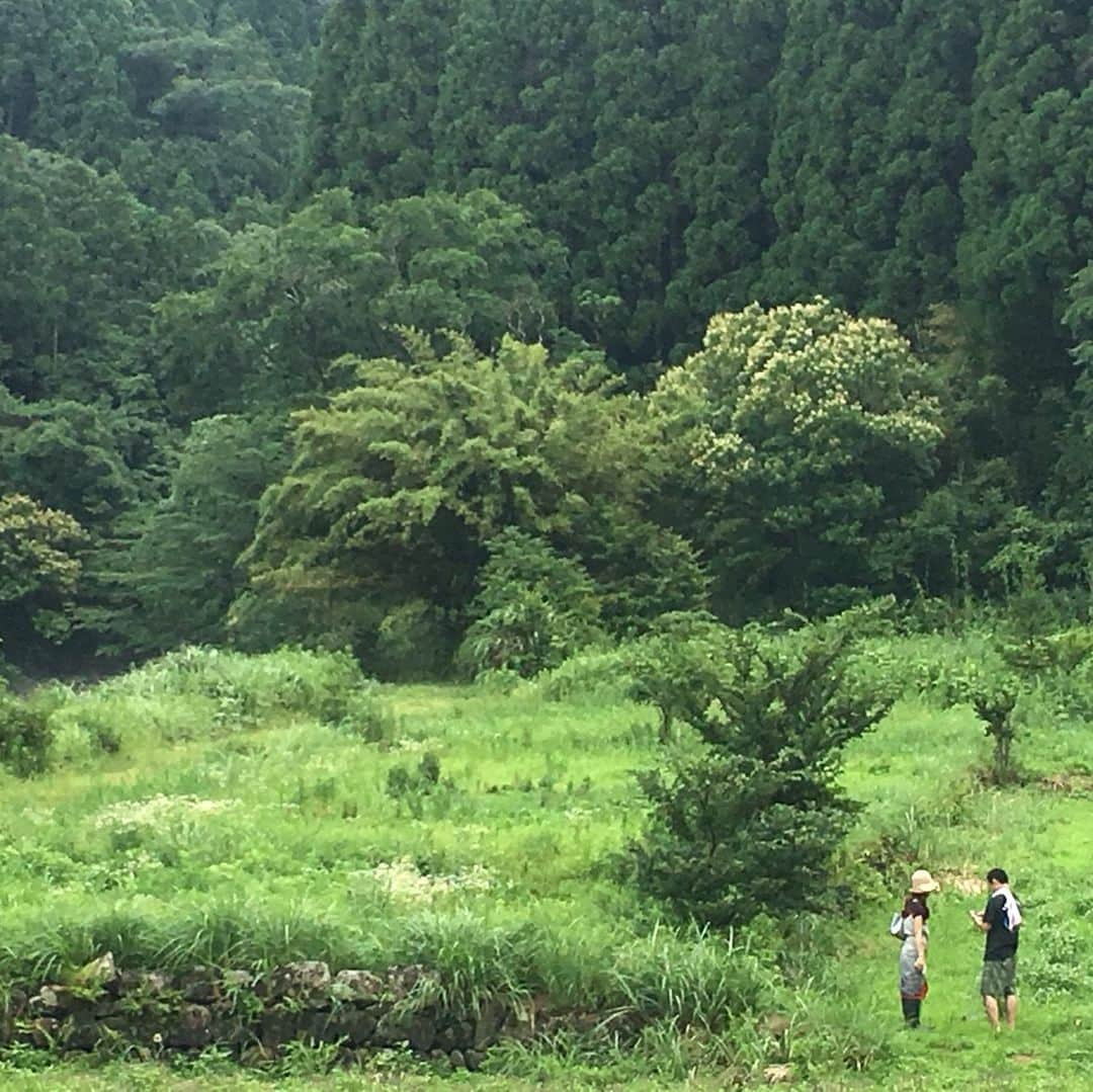 宮崎宣子さんのインスタグラム写真 - (宮崎宣子Instagram)「大量の薬を飲む前に出会って欲しい。 病気になる前に気づいて欲しい。 ハーブの良さを伝える仕事をするために、私はハーブの畑を持つことを決意しました。 その為に、今回は、ハーブ園取材。 東日本大震災から、放射能被害を軽減するハーブと出会って、愛知から宮崎でハーブ園をされている加藤さんの元へ取材へ行き、 どうしたらいいハーブを作れるかを教えて頂きました。 たくさんの方々に助けてもらいながら、 たくさんの方々に感謝して、 宮崎でハーブを作りたいと思います🌿 加藤さんのトゥルーシーハーブティー、是非飲んでみてください💛  #ハーブ園 #うちうみハーブ園 #トゥルーシーバジル #ハーバルセラピスト#軽い体調不良 #私は自然の力で治す #できるだけ薬は飲みたくない #ハーブを作る #宮﨑宣子」7月11日 0時01分 - miyazaki_nobuko