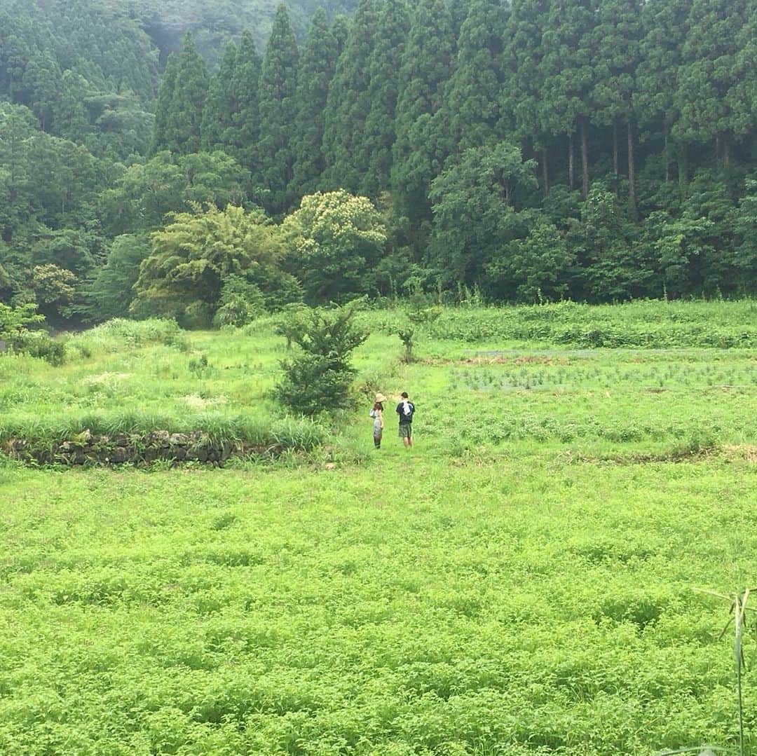 宮崎宣子さんのインスタグラム写真 - (宮崎宣子Instagram)「大量の薬を飲む前に出会って欲しい。 病気になる前に気づいて欲しい。 ハーブの良さを伝える仕事をするために、私はハーブの畑を持つことを決意しました。 その為に、今回は、ハーブ園取材。 東日本大震災から、放射能被害を軽減するハーブと出会って、愛知から宮崎でハーブ園をされている加藤さんの元へ取材へ行き、 どうしたらいいハーブを作れるかを教えて頂きました。 たくさんの方々に助けてもらいながら、 たくさんの方々に感謝して、 宮崎でハーブを作りたいと思います🌿 加藤さんのトゥルーシーハーブティー、是非飲んでみてください💛  #ハーブ園 #うちうみハーブ園 #トゥルーシーバジル #ハーバルセラピスト#軽い体調不良 #私は自然の力で治す #できるだけ薬は飲みたくない #ハーブを作る #宮﨑宣子」7月11日 0時01分 - miyazaki_nobuko