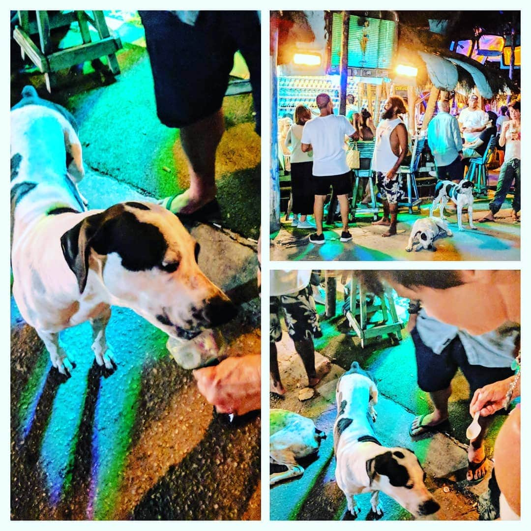 リチャード・ルッコロのインスタグラム：「Party with pups! Love #mexicodogs #tulum #iscreambar」