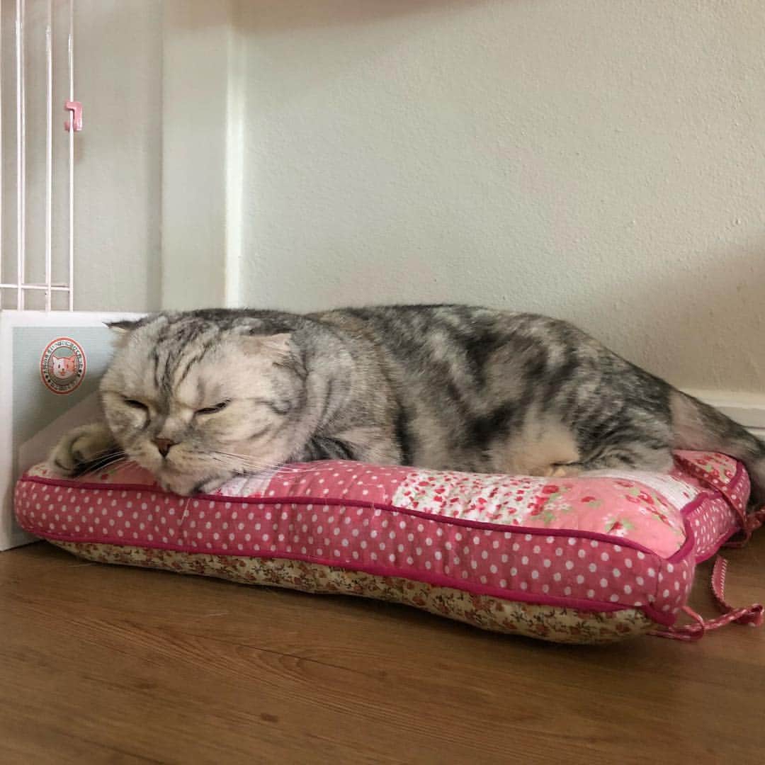 のインスタグラム：「How comfy!! เบาะนิ่ม บายจุย」
