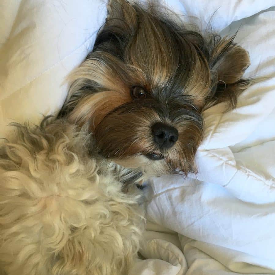 FattieButters®のインスタグラム：「Goodness grows from your deeds, like leaves upon the trees, like grass growing from the ground, without trying or making a sound. #dogood #dogdays #thursday #almostfriday #illmakeit #instadog #instagood #dogoftheday #dogthoughts #thinkingoutloud #dobetter #instaflower #dogsofinstagram」